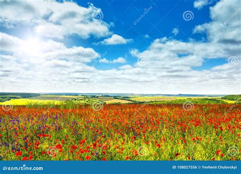 Blossoming Field Of Poppies And Perfect Blue Sky With Clouds