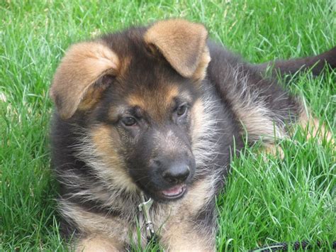 Give a puppy a forever home or rehome a rescue. Purebred German Shepherd Wisconsin - Photo Gallery