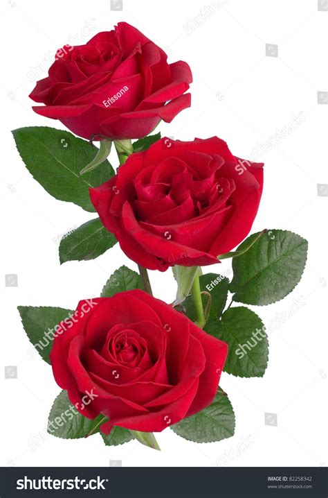 A Bunch Of Red Roses Stock Photo 82258342 Shutterstock