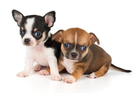 He is a great dog. Little-known Facts About the Chihuahua-Rat Terrier Mix - DogAppy