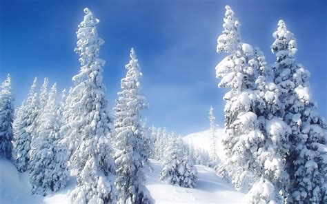 Snow On Trees Beautiful Winter Landscape Wallpaper Preview