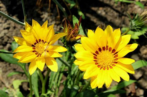 Tipos De Flores Amarillas Y Sus Nombres