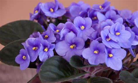 Cómo Cuidar Y Cultivar La Violeta Africana Para Que Dé Flores Todo El