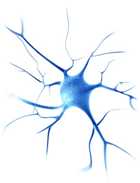 Download Neuron Neuroscience Png Png Image With No Background