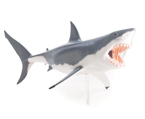 4d vision great white shark anatomy model nz