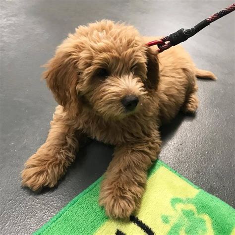 They are friendly towards children, other dogs and pets, and easy with strangers. Animals by Michael G | Mini goldendoodle puppies ...