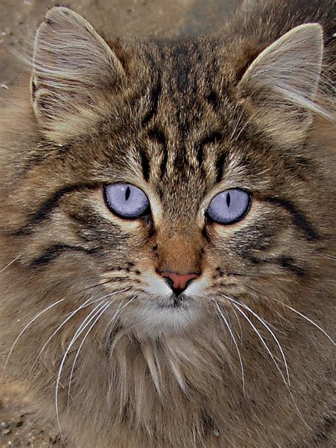 Collection by linda crawshaw • last updated 12 weeks ago. Cats - Wikiquote