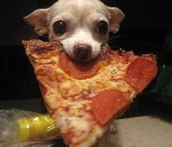 This is because most pizzas are smothered in cheese. Can Dogs Eat Pizza? Just the Crust…? | Daily Dog Stuff