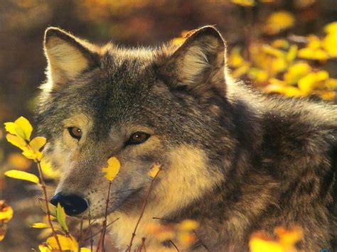 Wolf Wolves Animals Hd Wallpaper Pxfuel