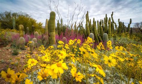 Tucson Is Blooming 7 Insta Worthy Spots To Stop And Smell The Flowers