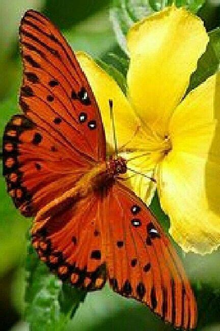Orange Butterfly Float Like A Butterfly Orange Butterfly Butterfly