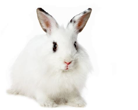 All About Animal Wildlife: Cute White Rabbit HD Wallpapers 2012