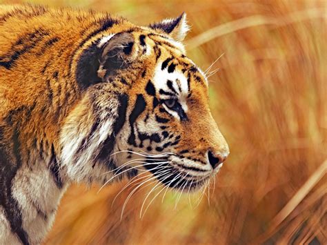 Bengal Tiger Predator Macro Animal Photos Hd Wallpaper Preview