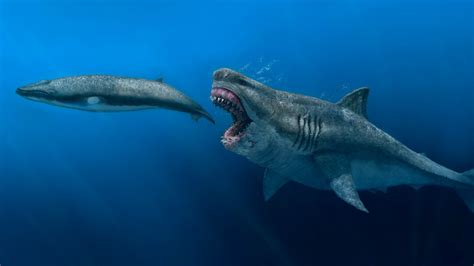 The Megalodon Was Bigger Faster And Even Hungrier The New York Times