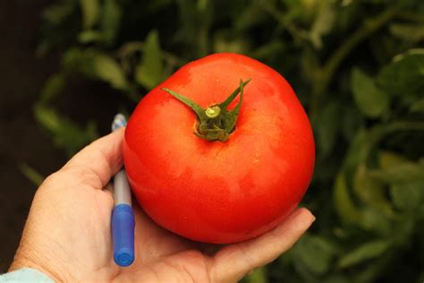 Mountain Gem Tomato Not Treated Seedway