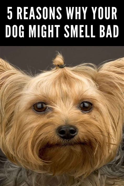 Reasons Why Your Dog Might Smell Bad Dogs Dog Smells Happy Dogs