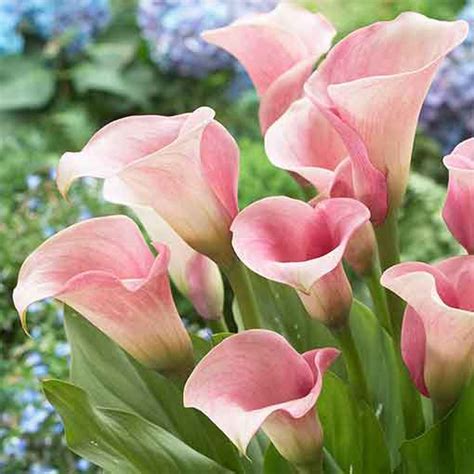 Zantedeschia Pink Calla Lily J Parker Dutch Bulbs