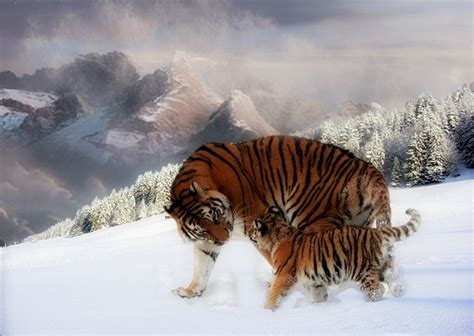 46 Snow Tiger Wallpaper