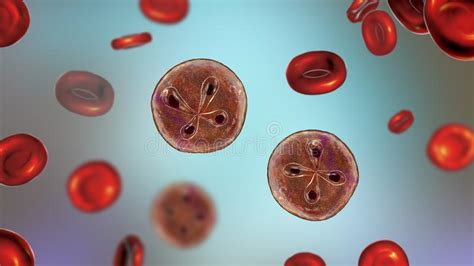 Babesia Parasites Inside Red Blood Cell The Causative Agent Of