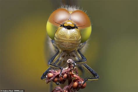 Striking Close Up Of A Bug Eyed Dragonfly Wins Essex Wildlife Trust
