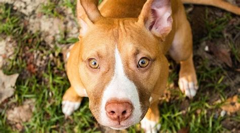 Types Of Pitbulls Differences Appearances Traits And Pictures