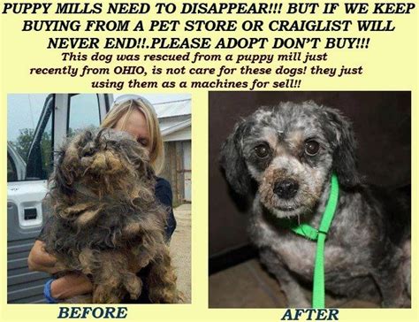 Hide this posting restore restore this posting. Beagle Puppies For Sale In Ohio Craigslist