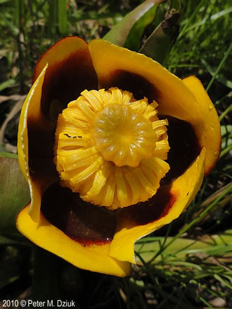 Nuphar Variegata Yellow Pond Lily Minnesota Wildflowers