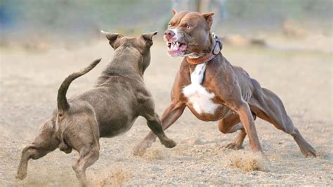 When Did Pitbull Dog Fighting Start