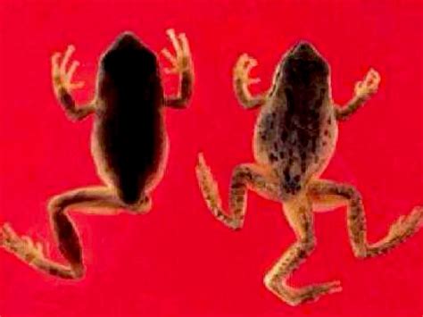 Deformed Frogs By Hannah Young