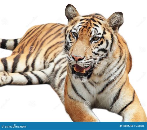 Bengal Tiger Isolated On White Stock Photo Image 42884766