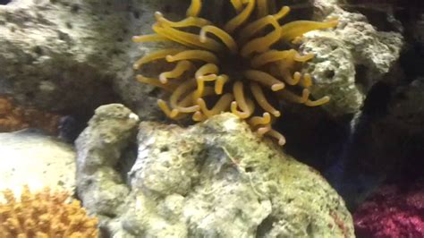Más de 3.000 animales de sobre 300 especies que puedes conocer a lo largo de sus 16 hectáreas de. Acuario buin zoo - YouTube