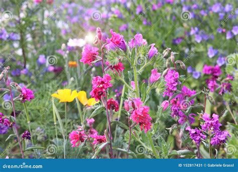 Wildflower Meadow With Pink Flowers In The Foreground Stock Image
