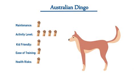 Can Dogs And Dingoes Breed