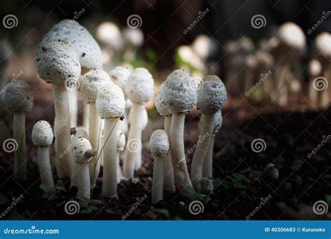 White Mushrooms 2 Stock Image Image Of Fertility Agriculture 40306683