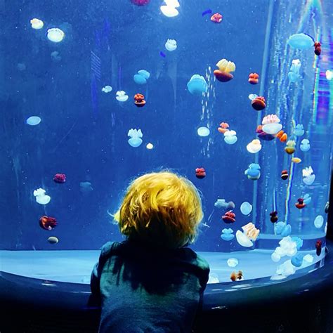 Your Complete Guide To The National Aquarium Everything You Need To Know