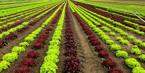 Free Images Landscape Field Farm Flower Food Salad Green Red
