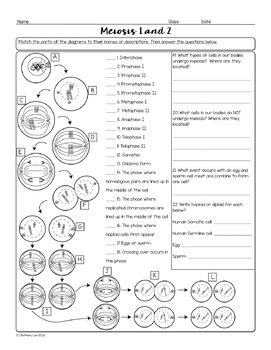 Mitosis worksheet answer 8 meiosis internet lesson biological cell from meiosis worksheet answer key source. Meiosis Biology Homework Worksheet by Science With Mrs Lau ...