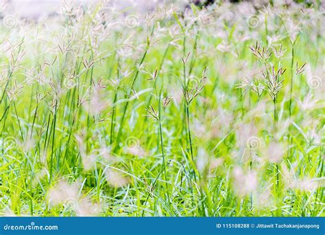 Flowering Grass On This World Stock Photo Image Of Seedling Ecology
