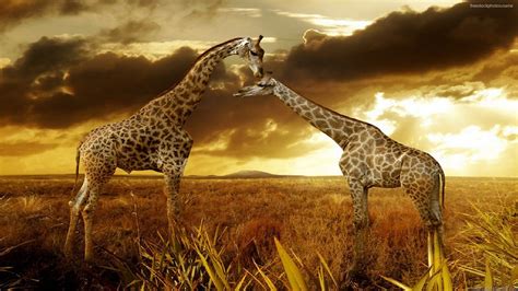 African Background ·① Download Free Stunning Wallpapers
