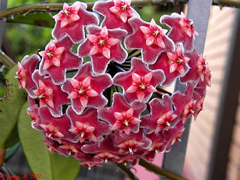 We did not find results for: 350 Hoya pubicalyx - Pink Silver | First flower of the ...
