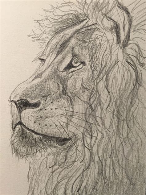 Pencil Drawingsketch Of Lion Animal Articles Animal Drawings Drawings