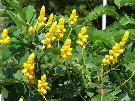 Manfaat daun kemangi|kemangi adalah daun yang biasa digunakan sebagai lalapan makanan. Manfaat dan Khasiat Daun Senna - Jati Cita Untuk Kesehatan ...