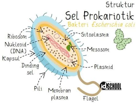 Mengenal Struktur Sel Prokariotik Beserta Fungsinya Varia Katadata
