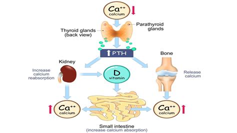 What are Calcium Disorders? - GT health