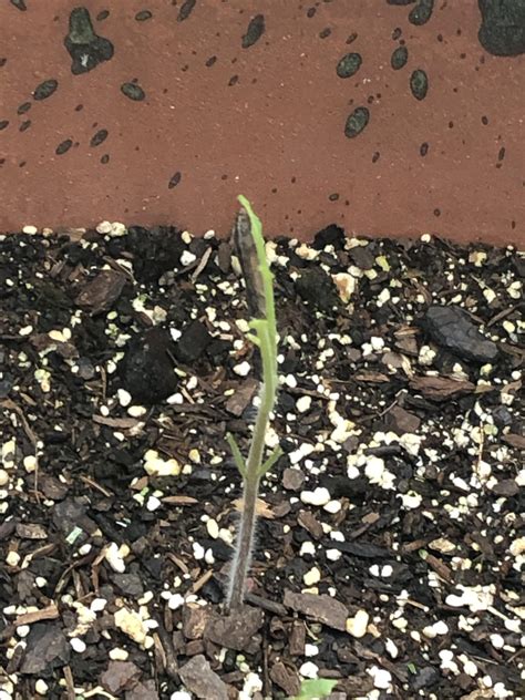 Are mammals eating my plants? i think there's white mold and a caterpillar eating my ...