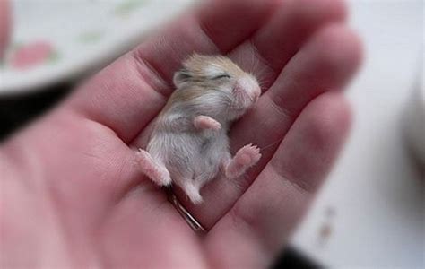 Sleeping Mouse Teh Cute