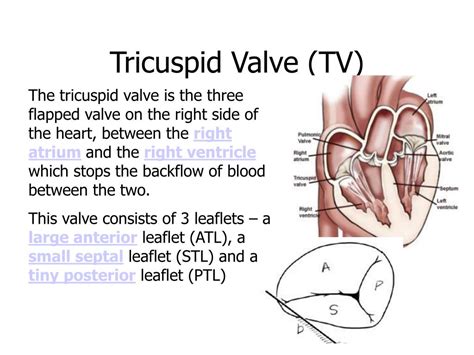 Difference Between Bicuspid Valve And Tricuspid Valve