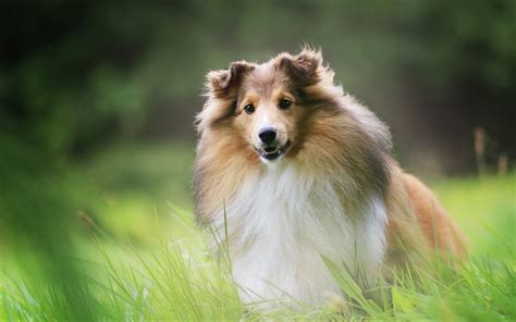 Download Wallpapers Collie Fluffy Cute Big Dog Brown Collie Pets