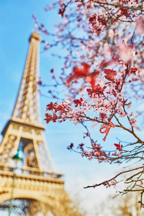 Eiffel Tower With Cherry Blossom Stock Image Image Of Capital