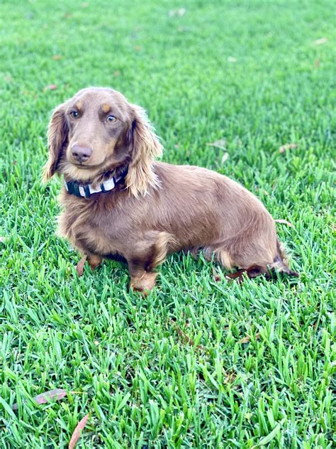 Purebred Mini Dachshund Dubbo Petsforhomes